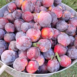 Mermelada ciruela orgánica con azúcar/sin gluten 500gr